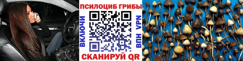 Купить  Заволжск  Псилоцибиновые грибы Psilocybe 